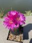 Preview: Sulcorebutia spec. BL violett